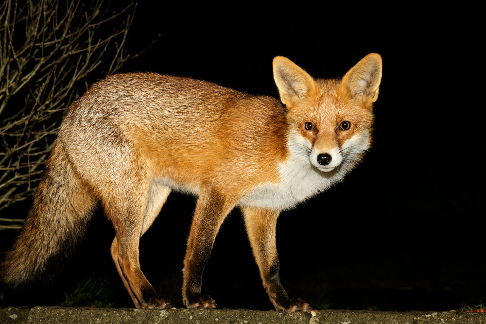 1112171112171380.jpg - Pretty Vixen