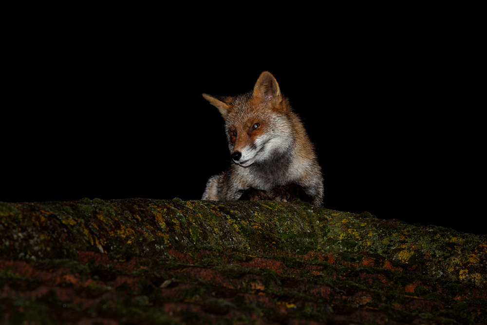 1112201112201432.jpg - Wolfy on the roof