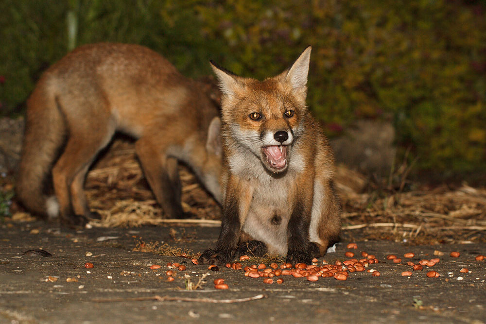 1201120406121207.jpg - Two fox cubs (Vulpes vulpes) eating peanuts in a suburban garden.