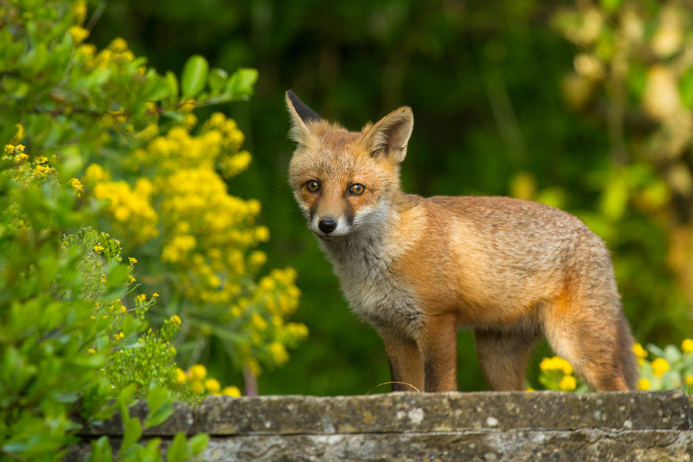 1201150106130876.jpg - Fox cub on step in daylight