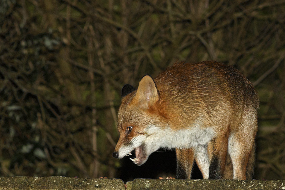1201170901171308.jpg - Fox with nicked ear
