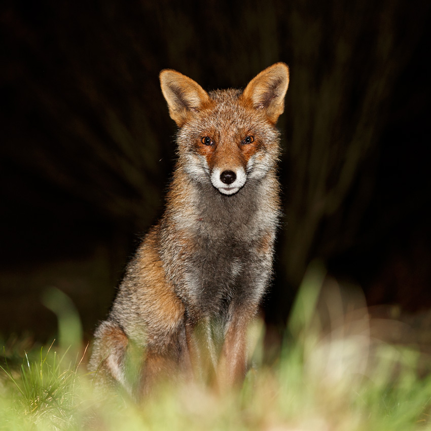 1201191201197145.jpg - Wolfy at night