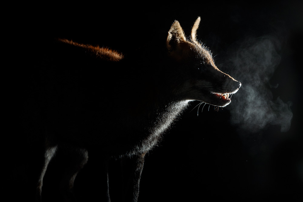 1201211201212862.jpg - Wolfy on a cold night
