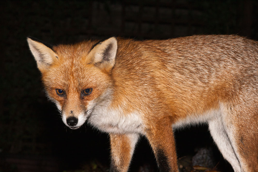 1202152202086455.jpg - Fox at night