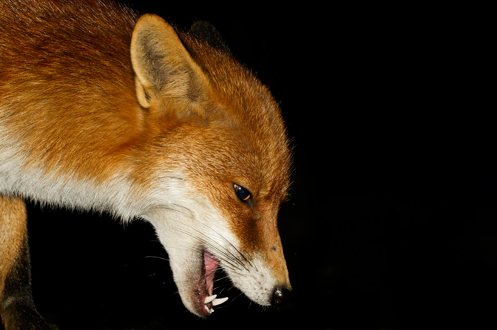 1202180902185808.jpg - Portrait of the Pretty Vixen