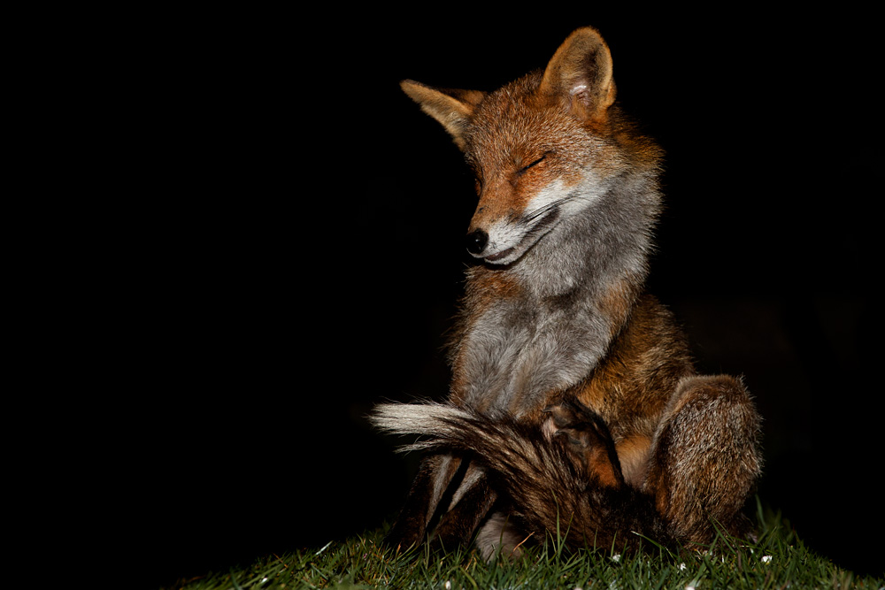 1204201204204254.jpg - Wolfy at night (with injured front right leg)