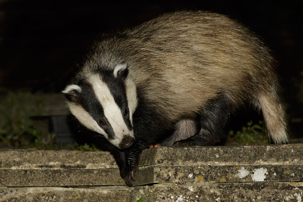 1205150705152527.jpg - Badger in garden (#2)