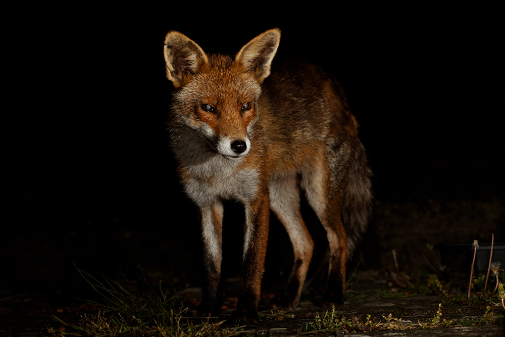 1205201305209453.jpg - Portrait of Wolfy