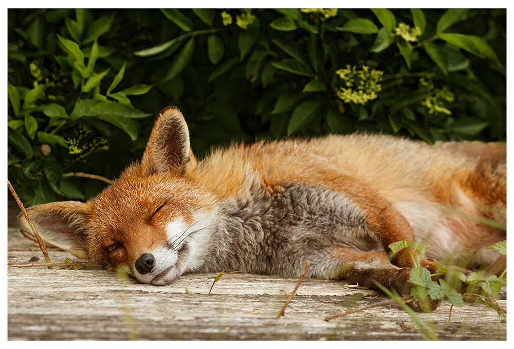 1205231105230642.jpg - Lopa sleeping on the decking