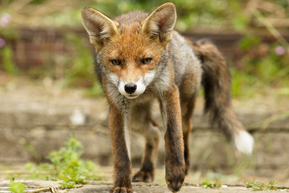 1206171106178588.jpg - Fox cubs enjoying a sunny afternoon exploring the wilds of a suburban garden