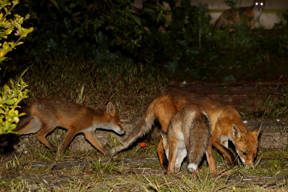 1206191206192796.jpg - Wolfy with cubs