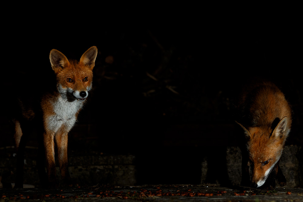 1206201206204975.jpg - Stumpy and Wolfy