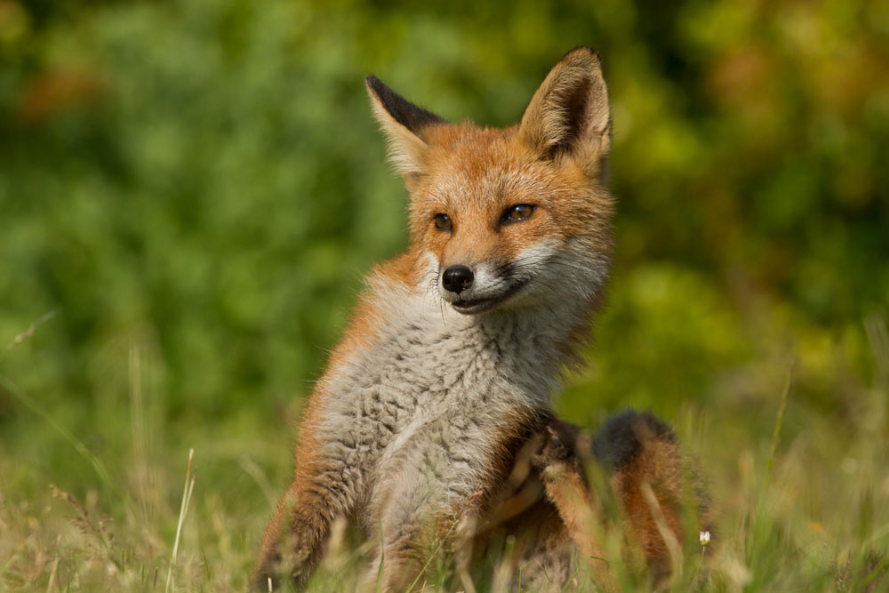 1207131107130400.jpg - Fox cub scratching while sitting  in a suburban garden