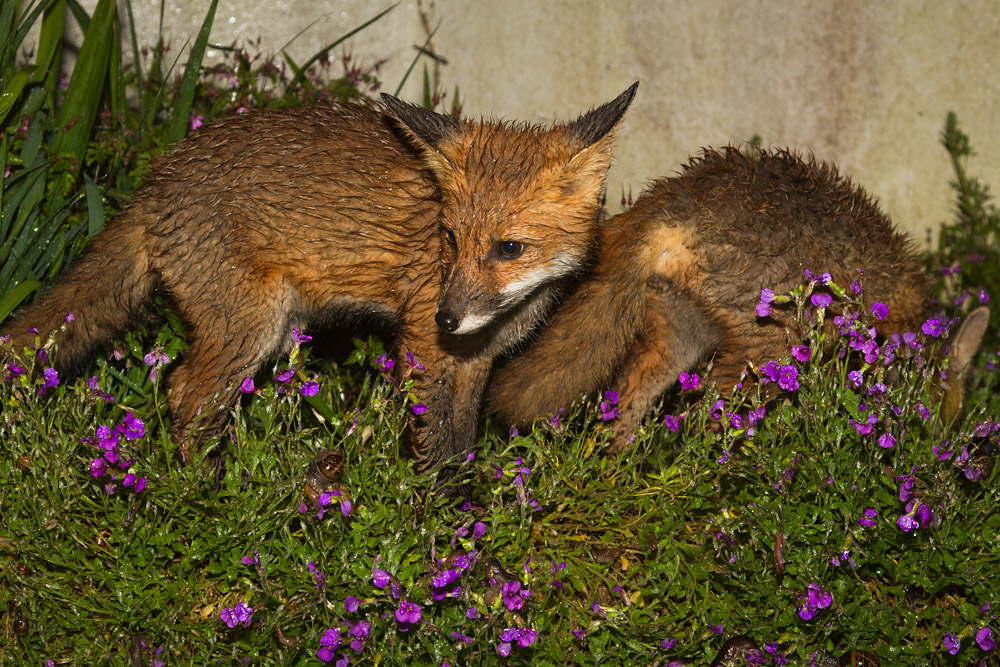1207151206134057.jpg - Fox cubs on a rainy night