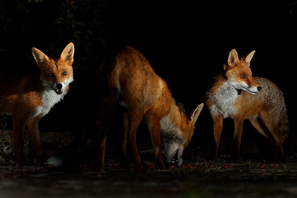 1207201107207545.jpg - Stumpy, Wolfy, Longtail