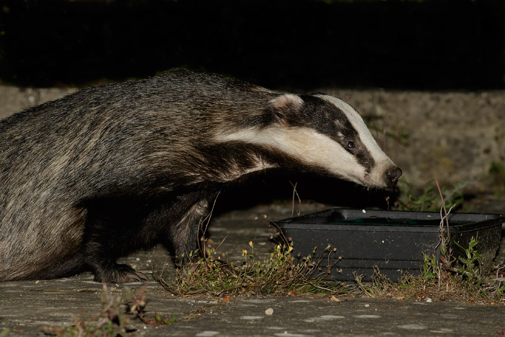 1208150708153079.jpg - Badger in garden drinking water