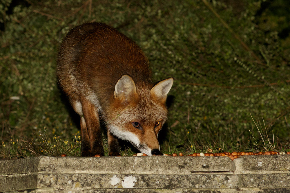 1208161008168031.jpg - Male fox in garden