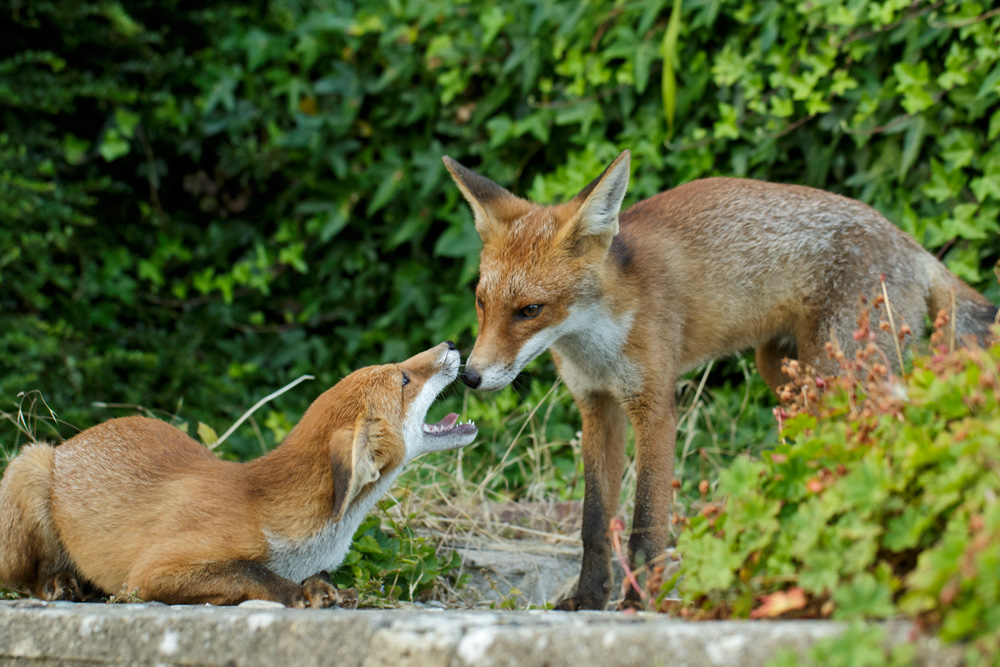 1209170807176908.jpg - Pretty Vixen and Black Tail