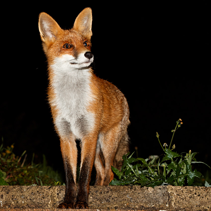 1209181209186162.jpg - Portrait of Long Nose, the young male fox at around 6 months old