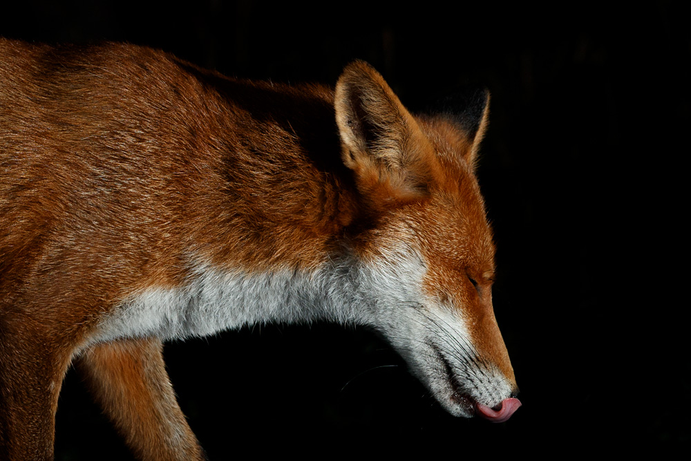 1209201109204979.jpg - Longtail