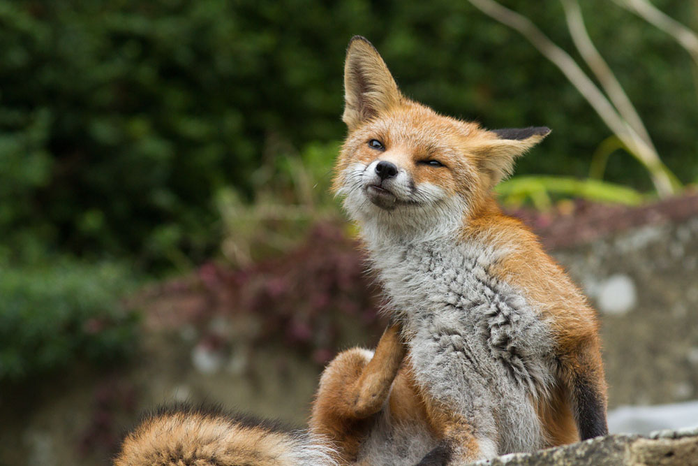 1210130510139782.jpg - Young fox (7 months old) scratching in a suburban garden.
