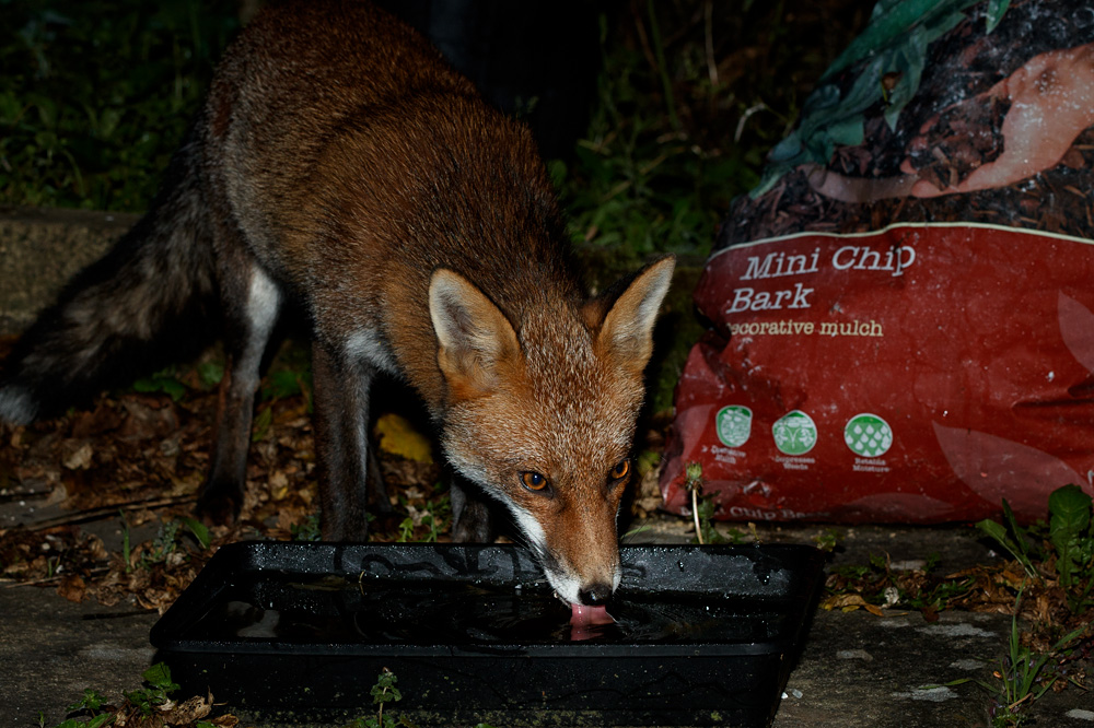 1210211210212580.jpg - Interloper fox
