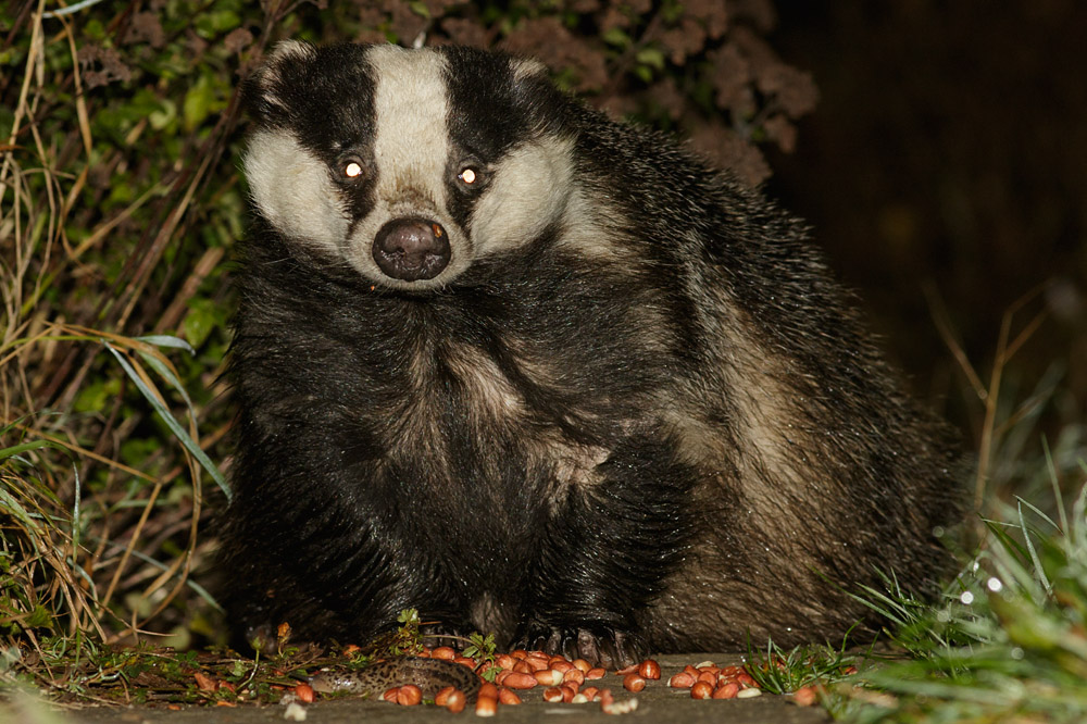 1211150111153745.jpg - Badger in garden