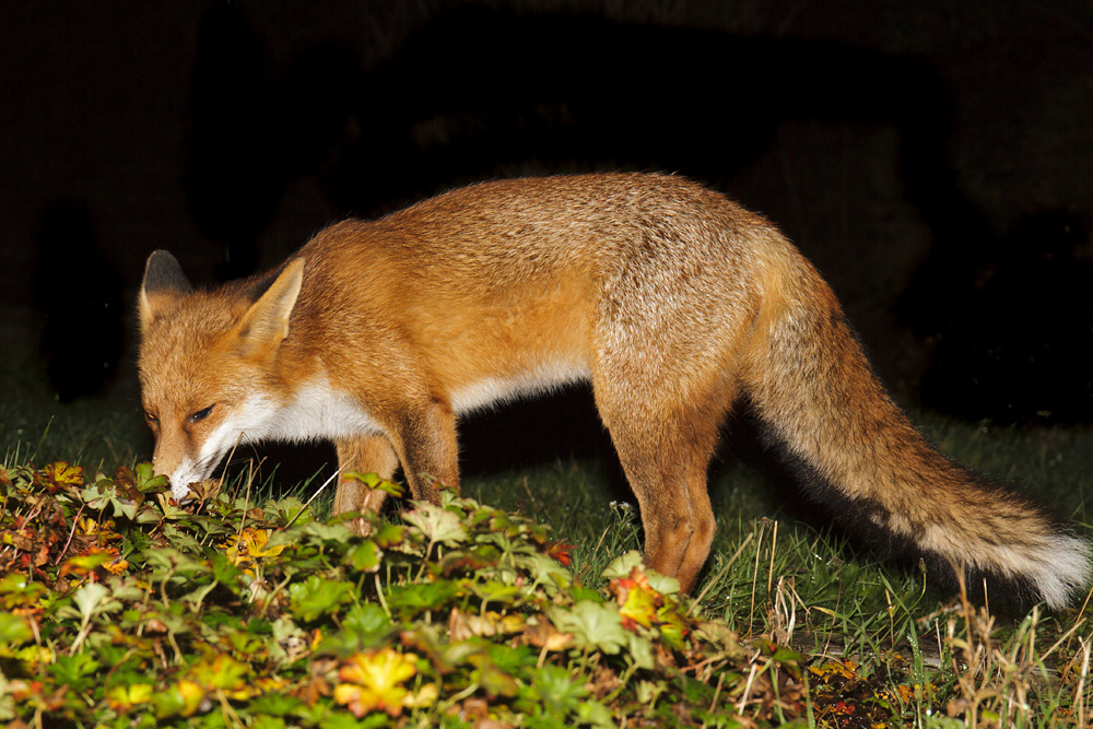 1211171111175499.jpg - Pretty Vixen
