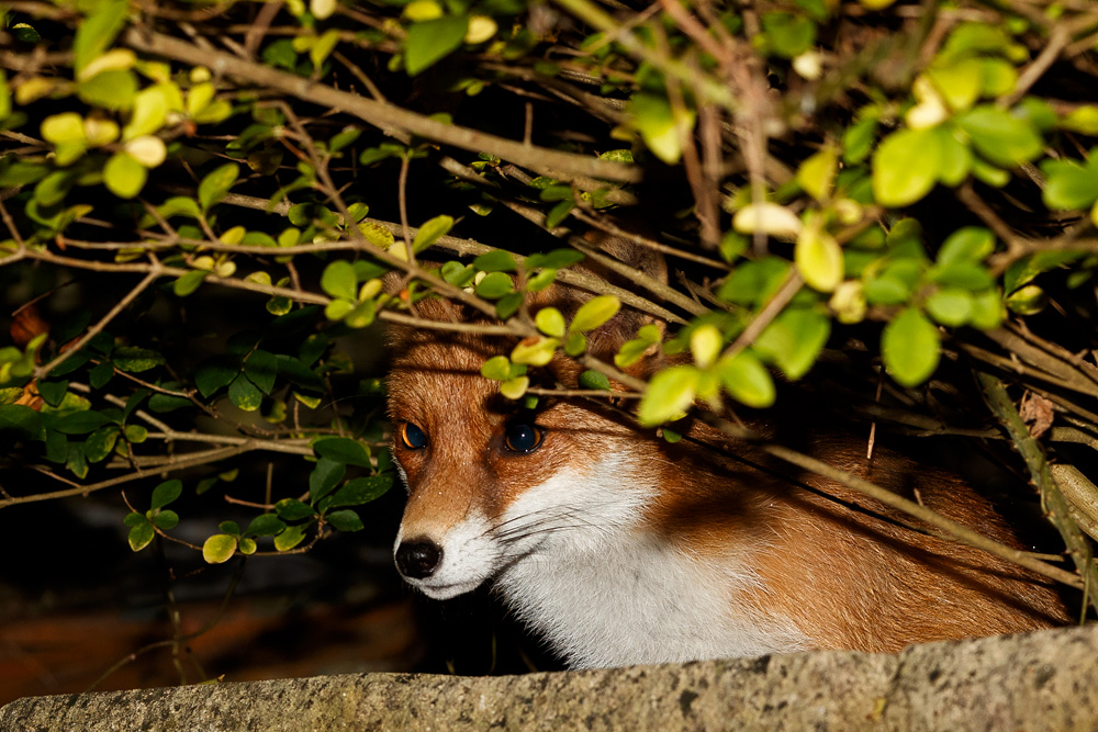 1211181211188722.jpg - Pretty sheltering from the rain