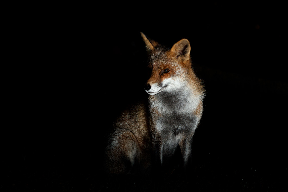 1211200311209259.jpg - Wolfy at night