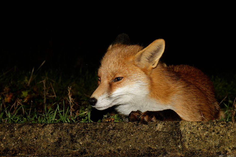 1212171212171482.jpg - Pretty Vixen relaxing