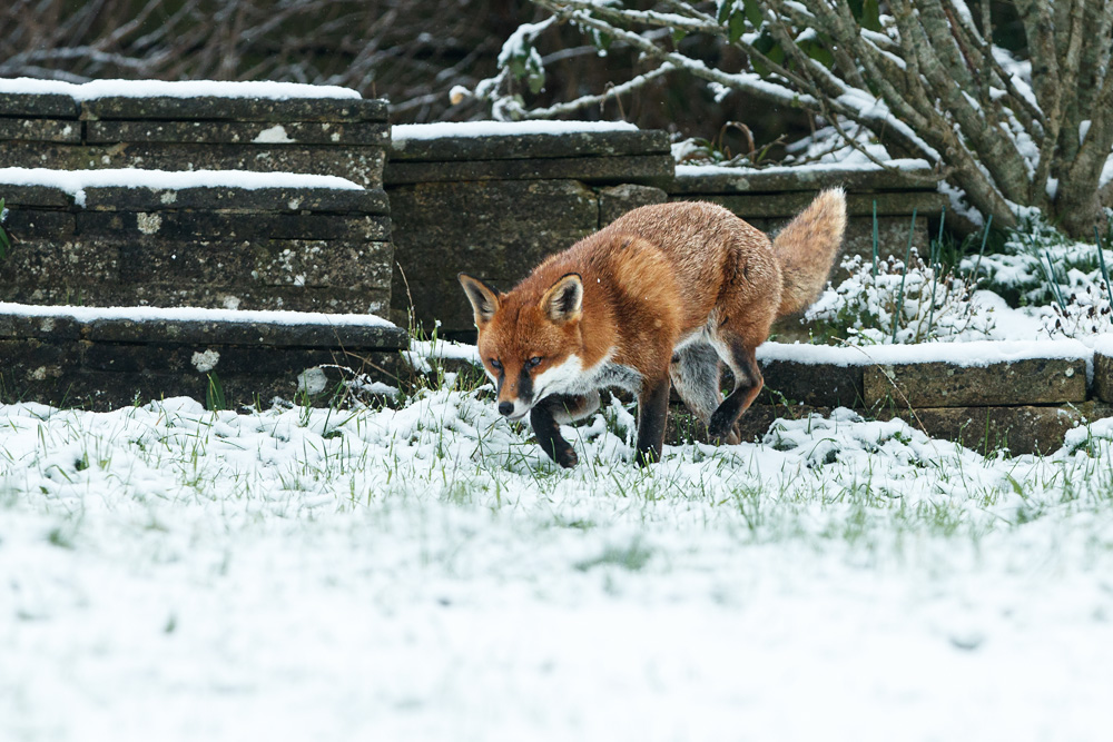 1212221212221660.jpg - Unknown fox in snow