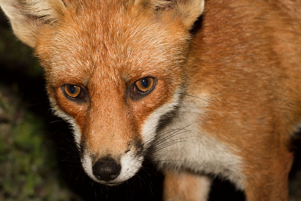 1301150408110037.jpg - Portrait of a fox at night