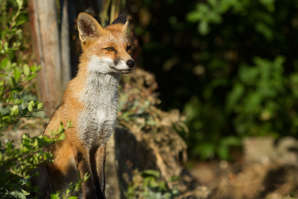 1301162407133507.jpg - Young fox sitting in the garden