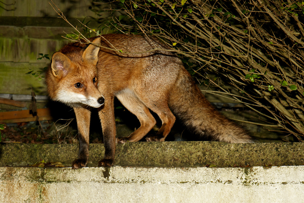 1301181301183466.jpg - Pretty Vixen on garden wall