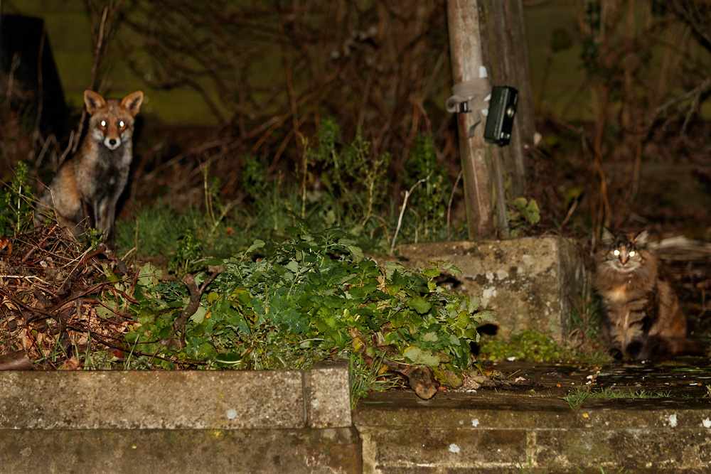 1301191301197194.jpg - Wolfy and cat