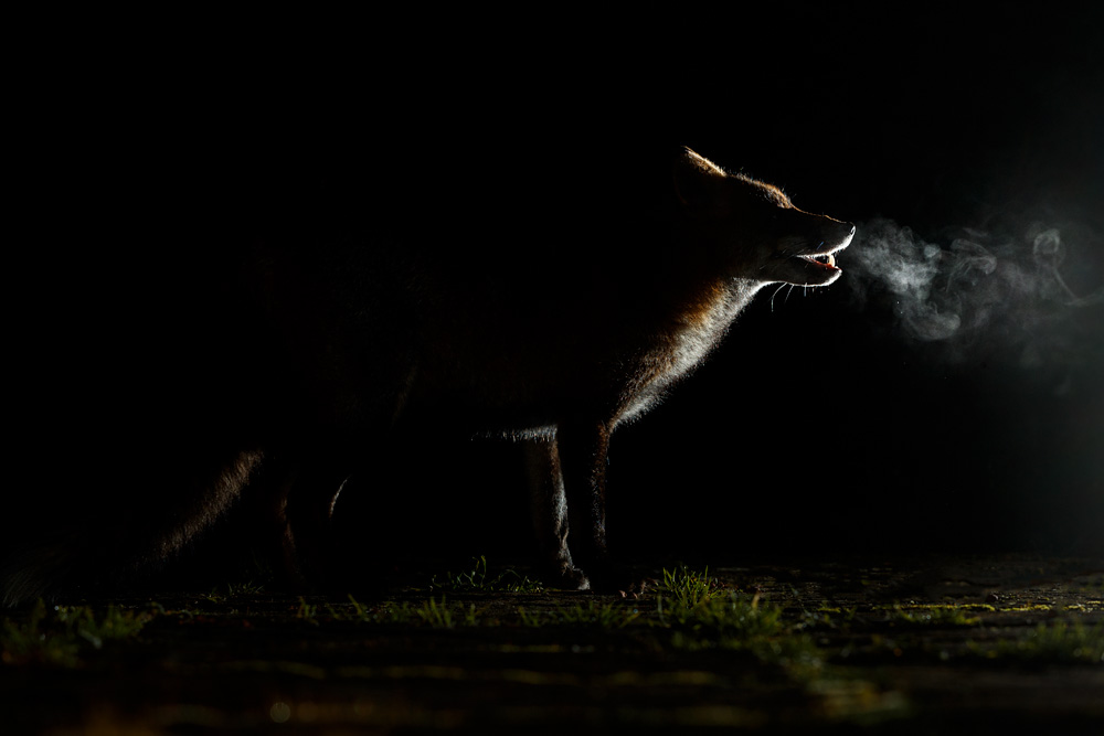 1301211201212842.jpg - Wolfy on a cold night