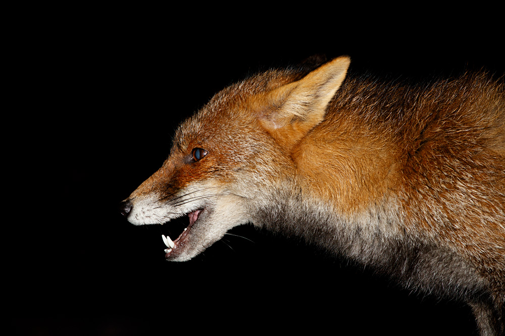 1302201302207207.jpg - Portrait of Wolfy the Vixen