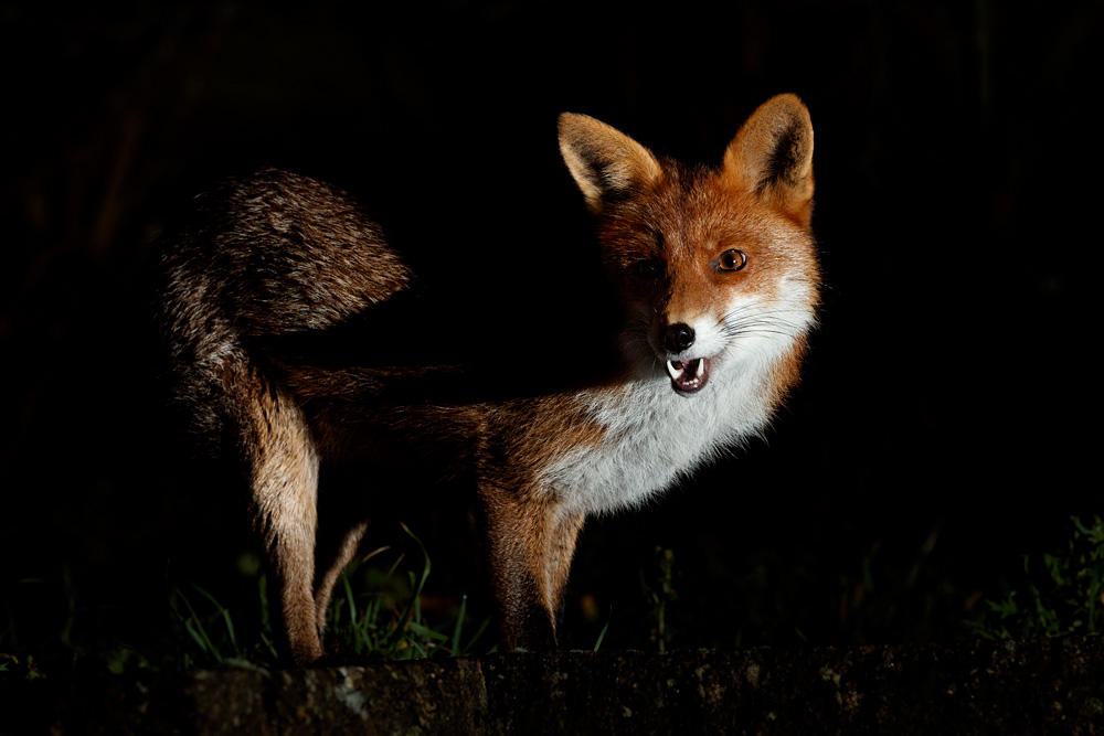 1302210402213363.jpg - Portrait of Stumpy