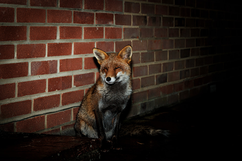 1302221002228930.jpg - Lopa by brick wall