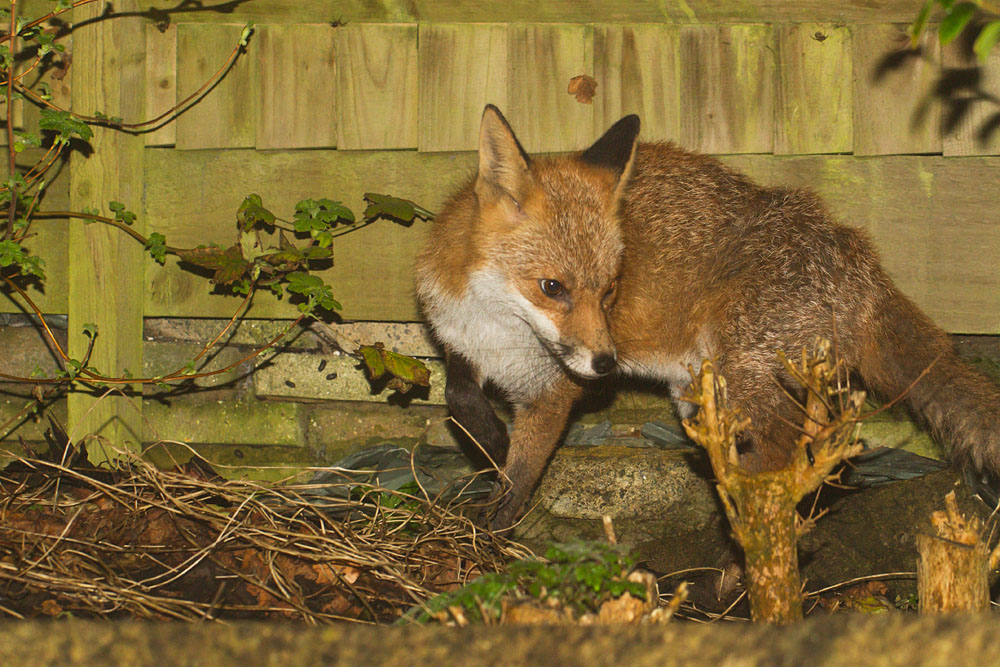 1303140703144789.jpg - Fox in garden