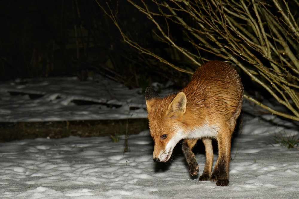 1303180203189004.jpg - Pretty VIxen in the snow