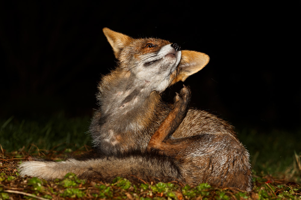 1303191303197583.jpg - Wolfy (vixen) at night