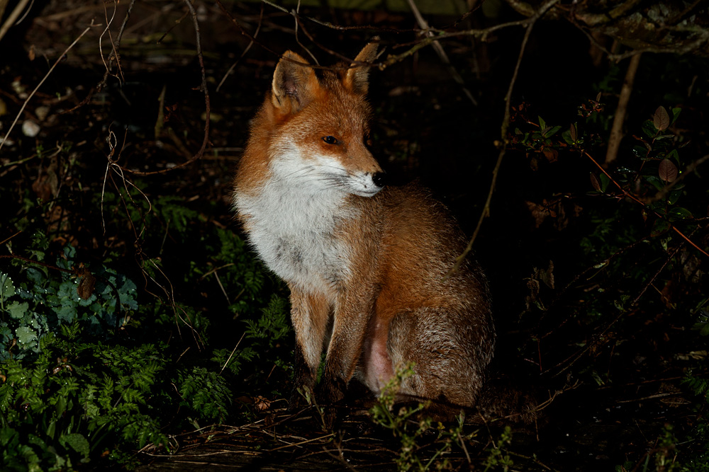 1303221303220252.jpg - Portrait of Stumpy