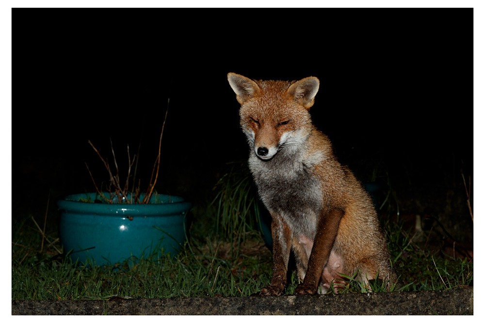 1303231303236362.jpg - Lopa the vixen lactating