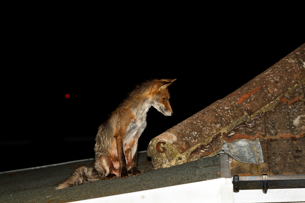 1304191304192267.jpg - Wolfy on the garage roof
