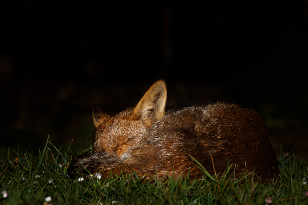 1304201204204365.jpg - Wolfy at night (with injured front right leg)