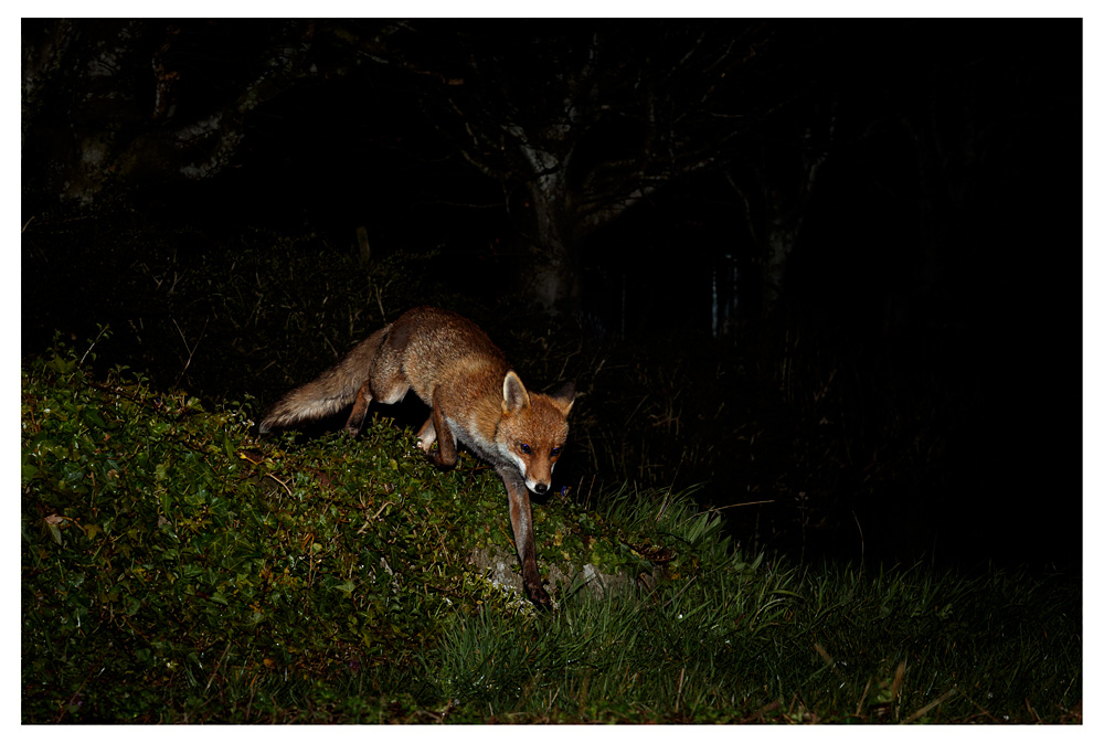 1304231304238225.jpg - Lopa at night