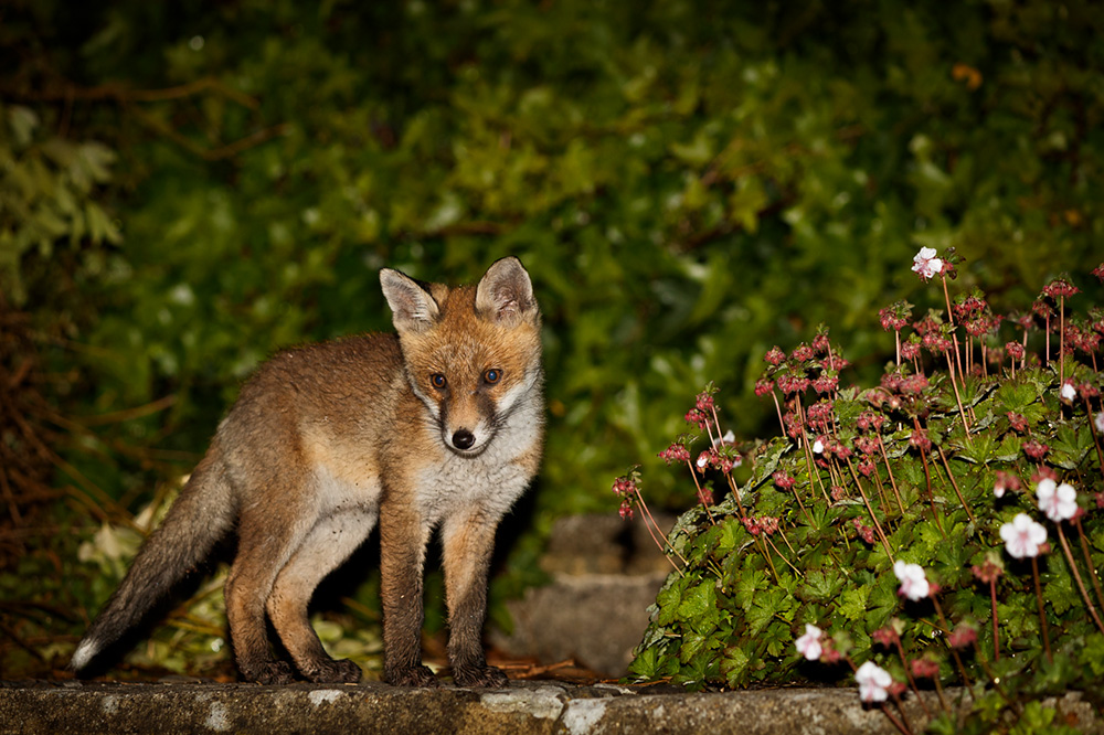 1305191205195889.jpg - Fox cub