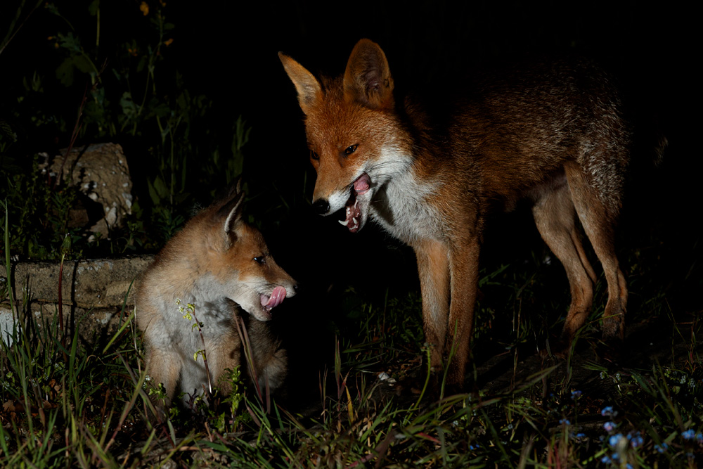 1305211305219622.jpg - Stumpy and fox cub